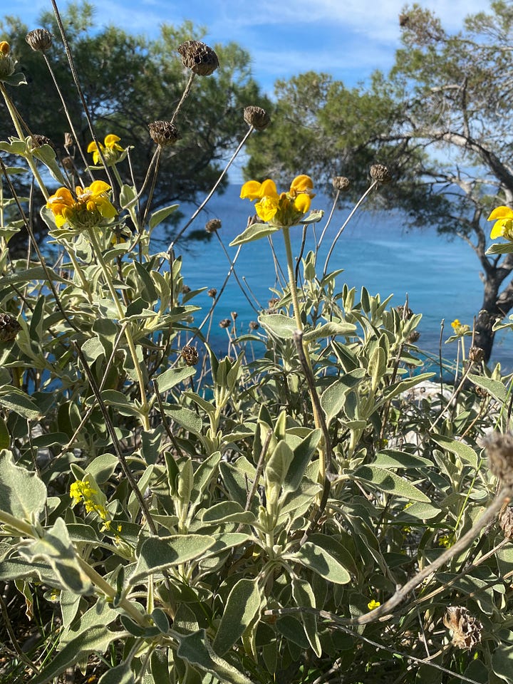 Island images - close up of pebbles with sea in the distance and yellow flowers.