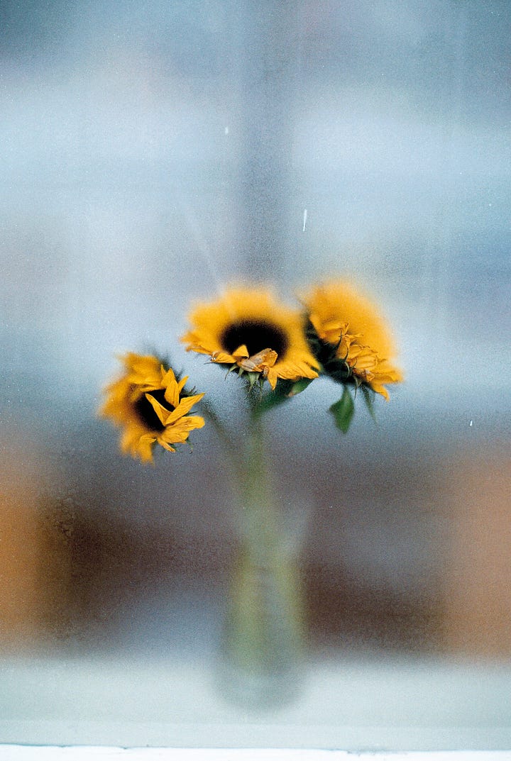 Sunflowers / Self+Self / Madonna / And The Light Poured In