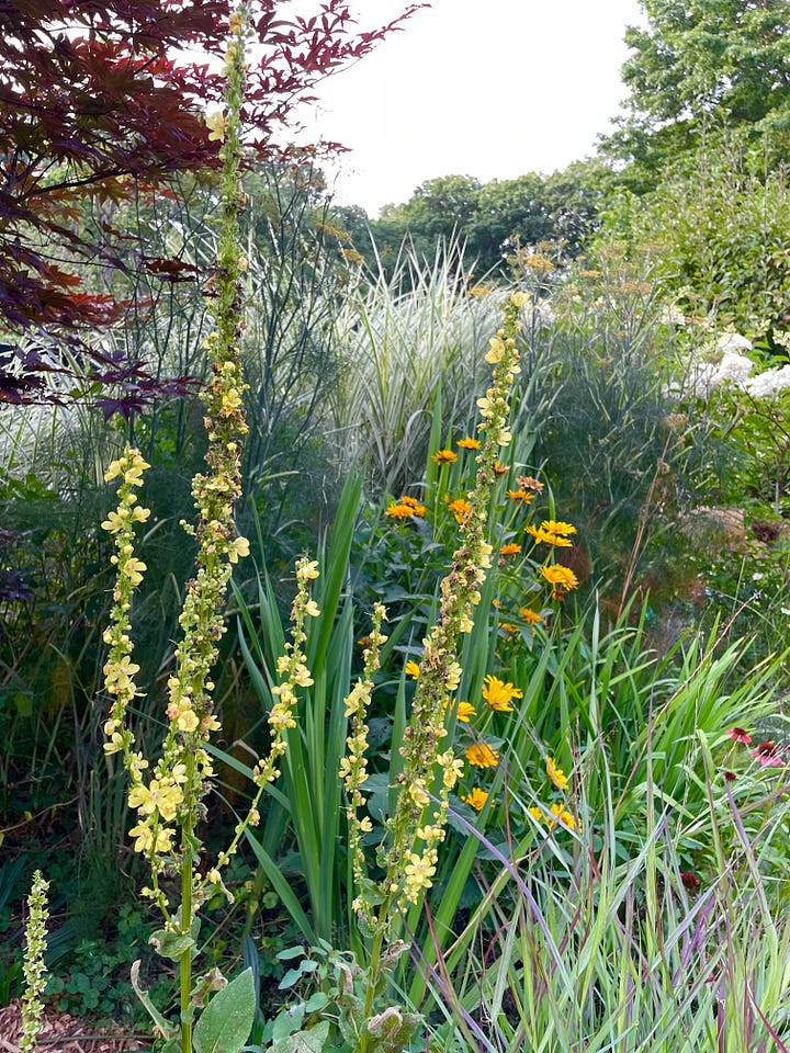 Echinacea 'Salsa Red' and Verbascum 'Christo's Yellow Lightening' and golden oregano in the Hot Border, along with chocolate-foliage Brozne fennel, Acer bloodgood, and Rusty foxglove.