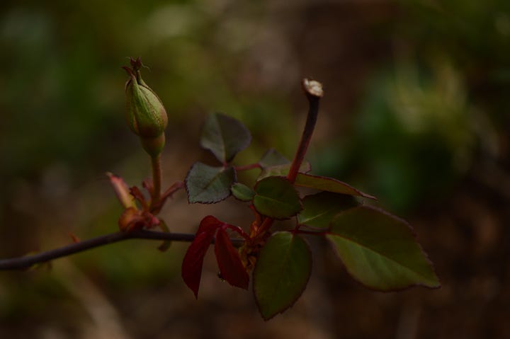 two close-ups of rosebuds with new foliage. Images are a medley of green and burgundy colors.