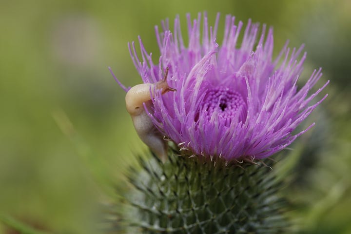 A cream coloured slug climbs through the spines and up to feed on the flower of a spear thistle (Cirsium vulgare)