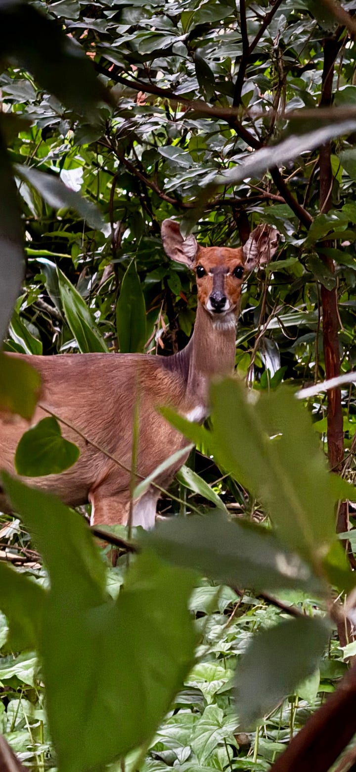 Duiker, Nyala, and Bushbuck