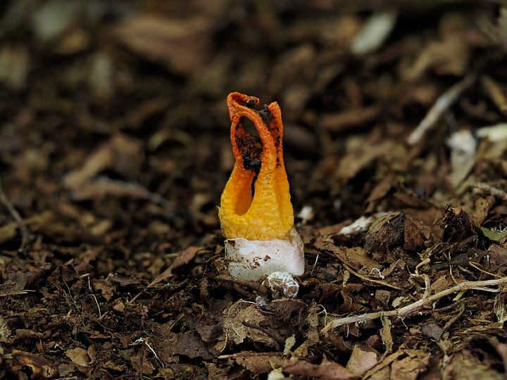 orange stinky squid mushroom emerging from egg