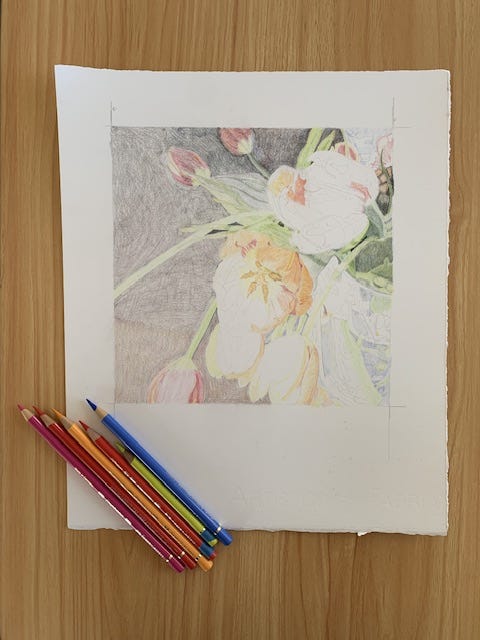 Colored pencil drawing of orange tulips on a dark background. Work in progress by Wren M Allen.