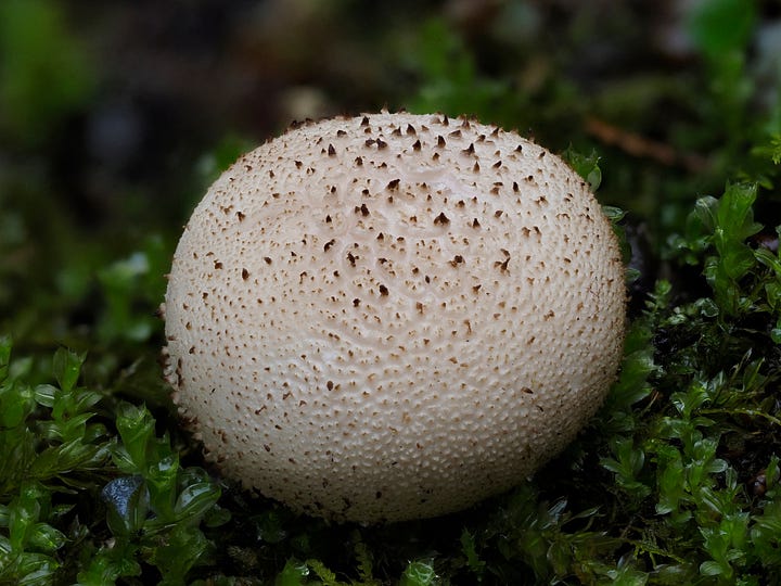 white puffball mushroom