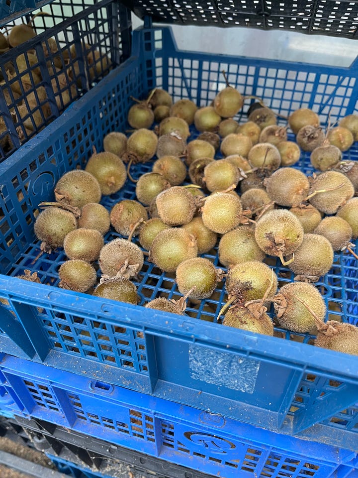 A small-sized variety of kiwi on the vine, and then harvested to ripen off the vine.