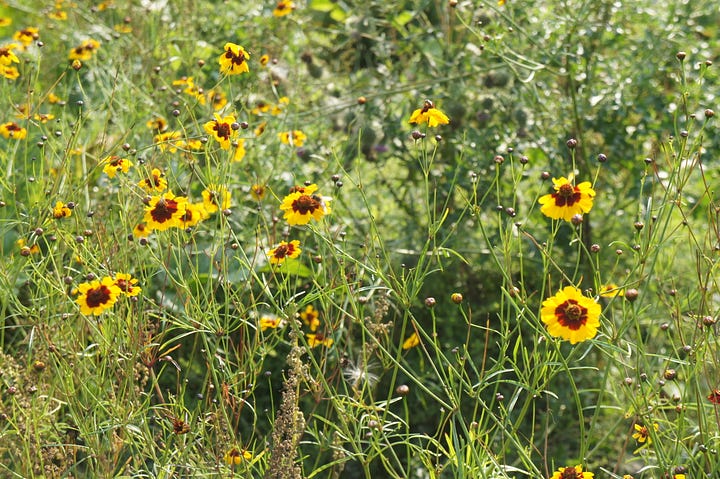 The coreopsis tinctoria trial plot, showing the plant close up, and the weeds scattered amongst the tall flowering plant.