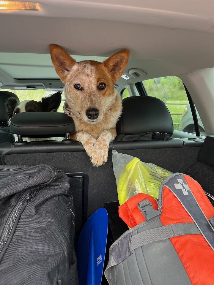 dog asleep in the car and dog ready to get out of the car