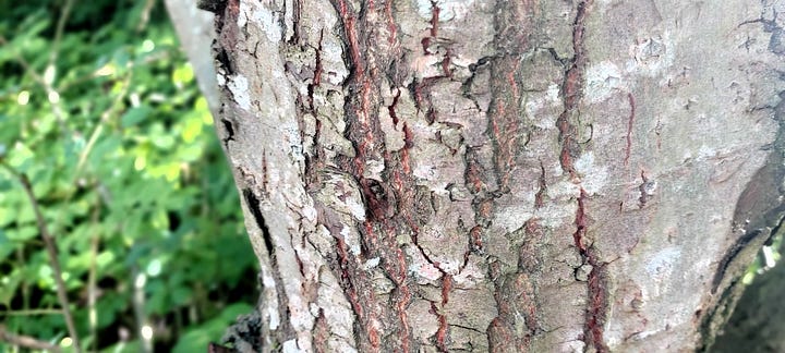 images of willow foliage and crumbly bark