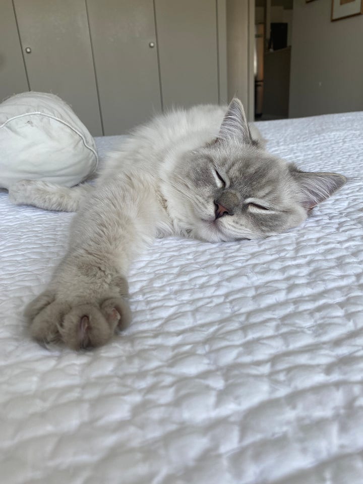 Adorable white cat on a bed, adorable tabby sleeping on a couch