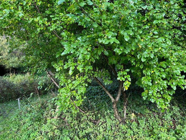 Leafy common buckthorn and flowering branch with images of seed cleaning and cleaned seed