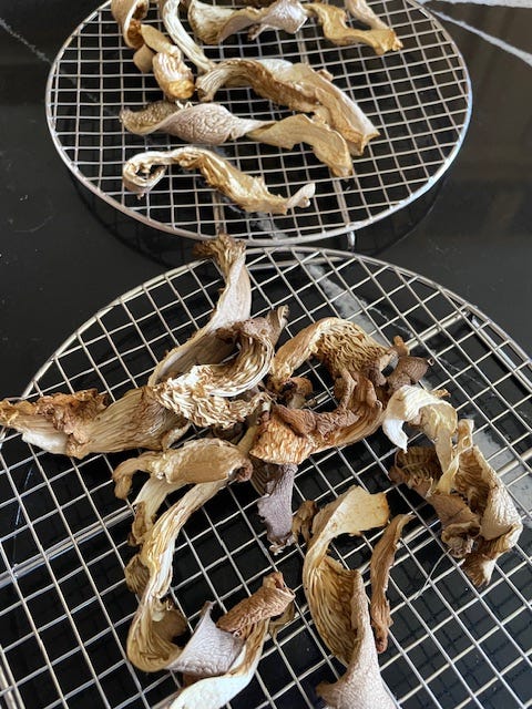 Left or top, dried oyster mushrooms, bottom or right, yummy oyster shrooms cooked in butter.