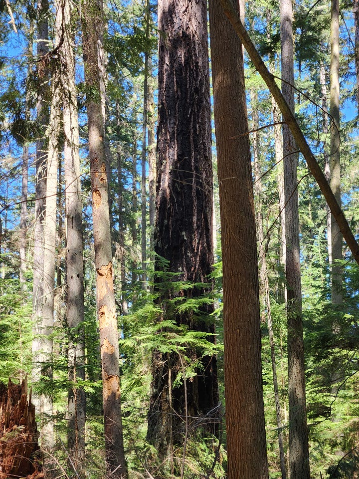 trees, including rotting logs, burned bark, straight trunks