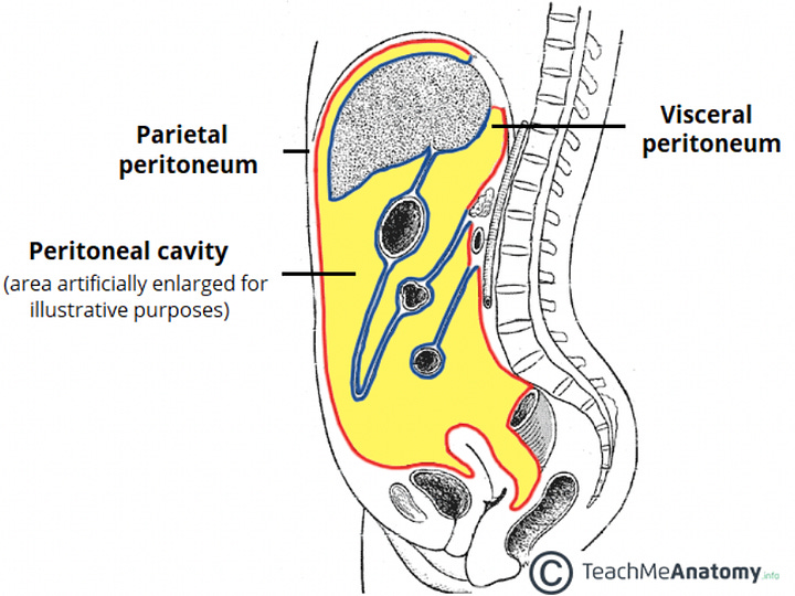 Left to right: 1) Cross section, muscular dome of pelvic diaphragm. 2) Diagram of pelvic floor shape with perineal body at center. 3) Thoracic diaphragm and part of its stem. 4) Pathway of mulabandha.  5) Peritoneal sac 6) Arching tissues for jalandhara bandha