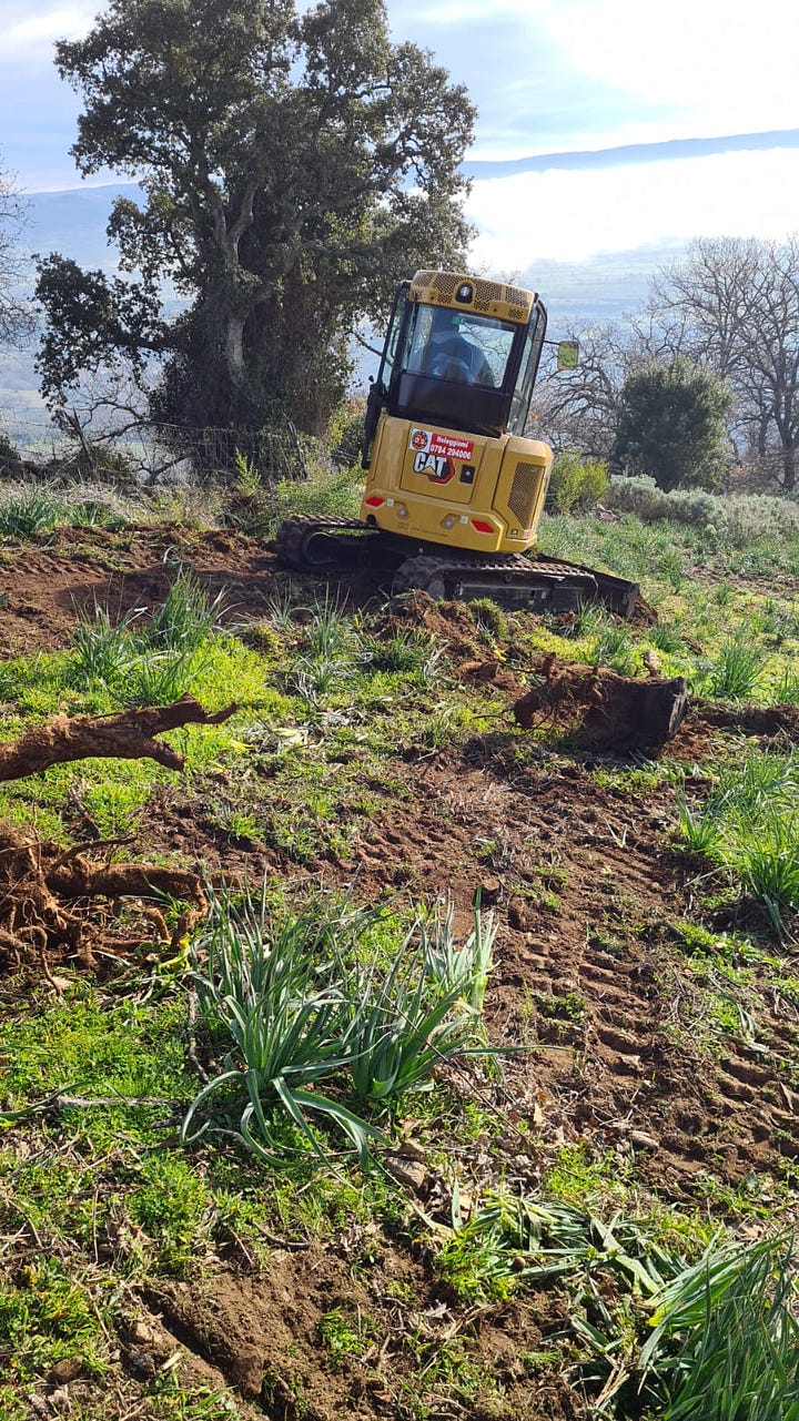 planting our Sardinian vineyard