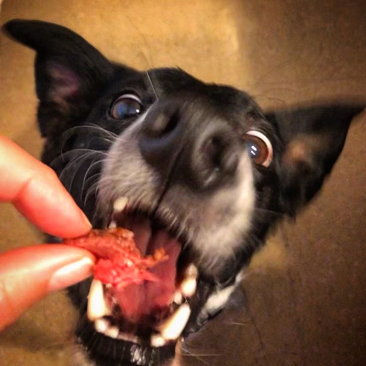 Various images of a small black and white Collie type dog eating snacks. Mostly close ups of his snout and treats.