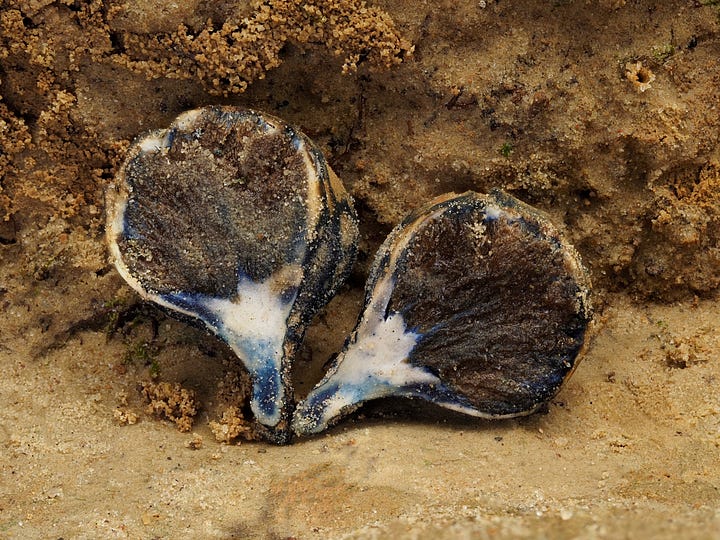 sequestrate chamonixia false truffle mushrooms bruising blue
