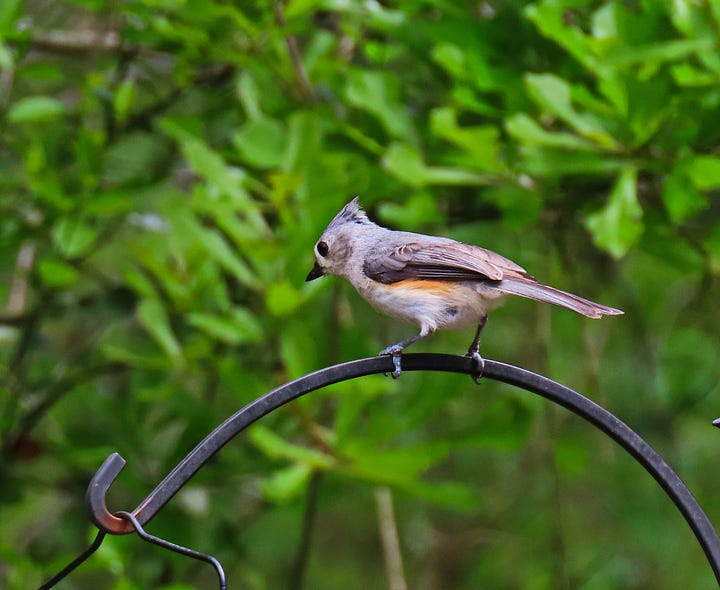 Small gray birds on a feeder