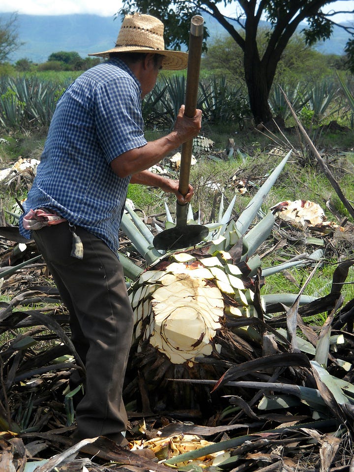 Agave plants being harvested and roasted. Photos by Mary West and Rudy Prather, Unsplash.