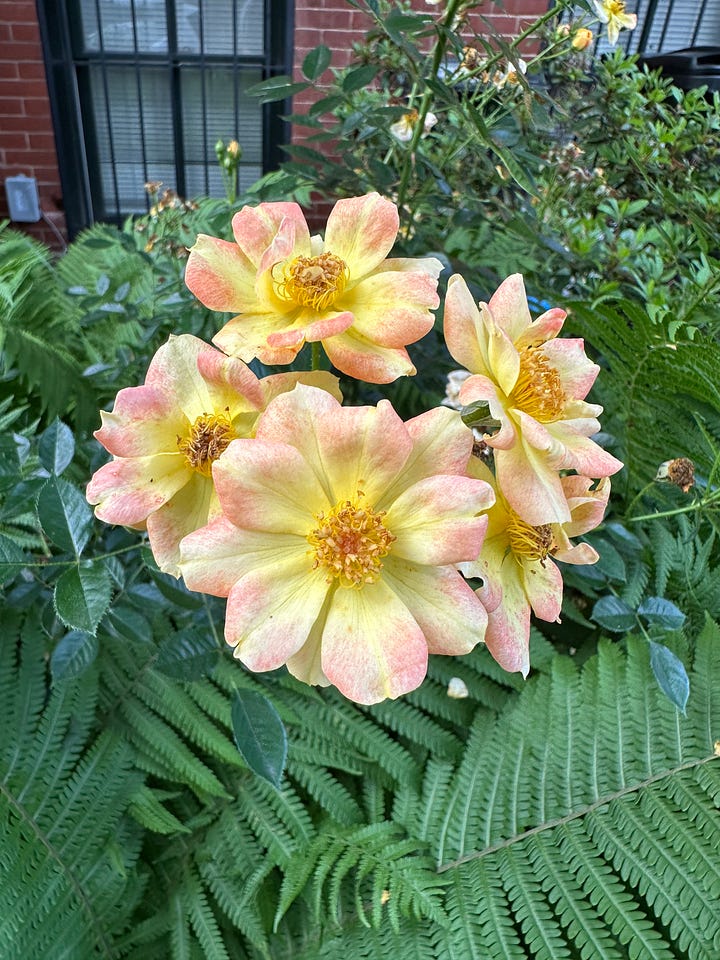 Four pictures of flowers from my neighborhood but I don't know what any of them are.