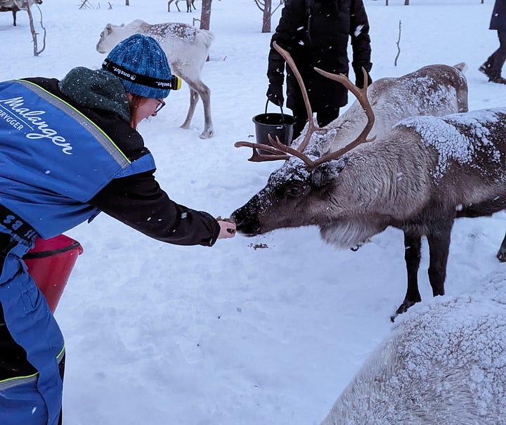 Images showing a red-haired woman in a blue snowsuit crouching and feeding white and brown reindeer. One shows a white Lavvu tent, it's internal fire glowing through the entrance.