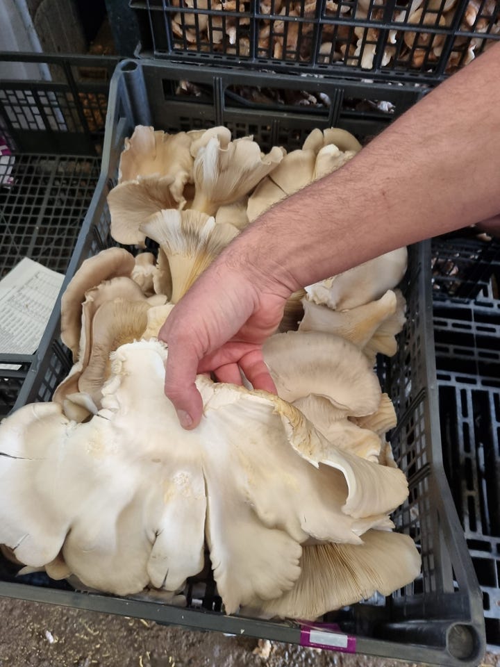 oyster mushrooms