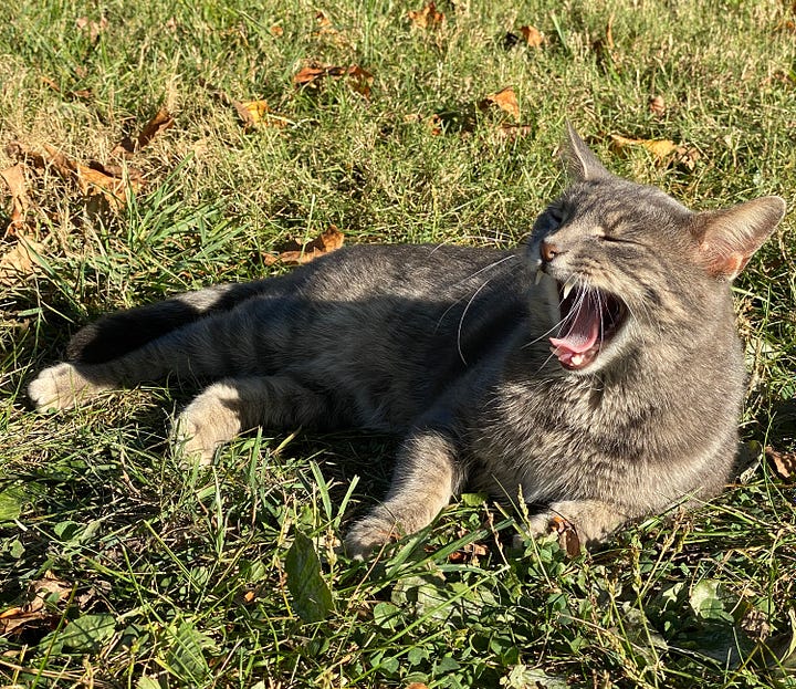 Left, kitty yawning and right, catnip leaves