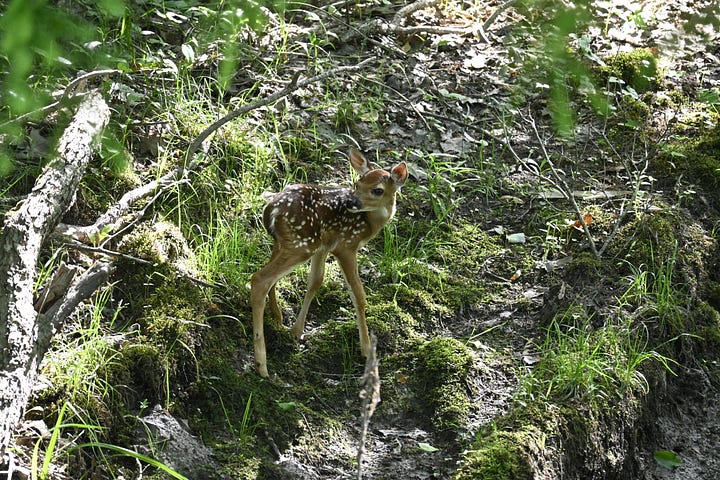 A spotted fawn in the woods