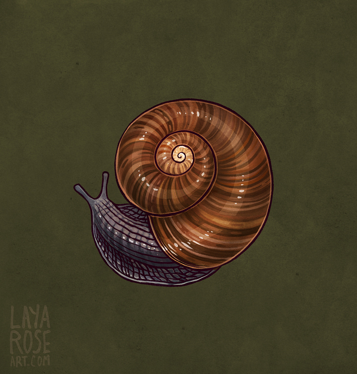 1: Drawing of a snail on a green textured background. It is a powelliphanta, with a stripy warm brown shell and dark body, and the shape of the body is continuing the round spiral shape. 2: Drawing of a peripatus on a green textured background. It is a bright blue caterpillar-like creature with a textured deep blue body with orange dots like stars, and is arranged in an S shape.