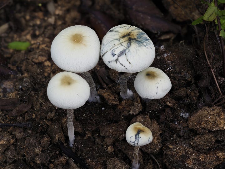 Panaeolus cyanescens