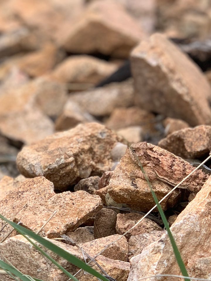 (L) morning dew on a leaf; (R) a well-camouflaged horny toad