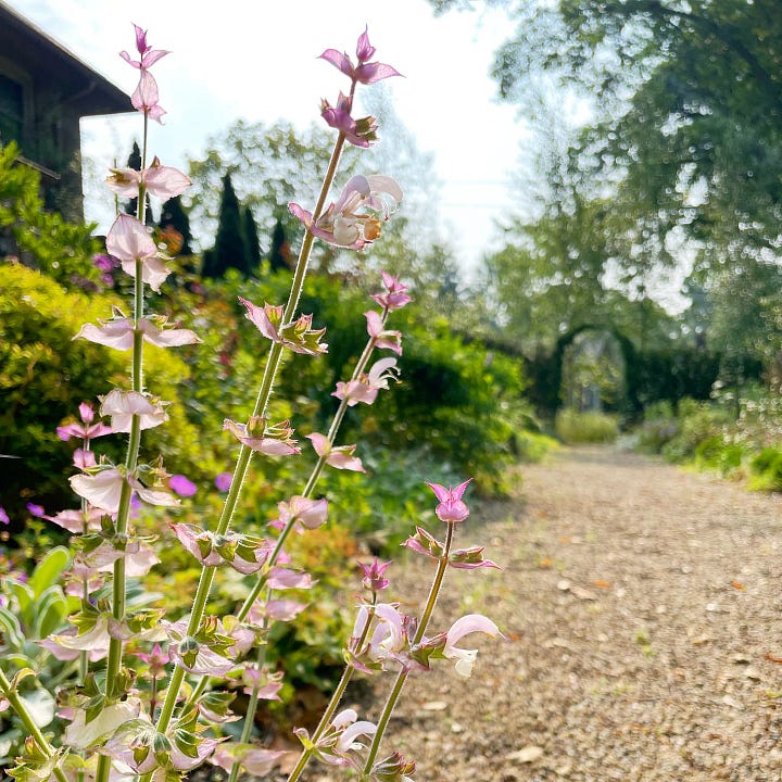 Late summer pinks: Japanese Anemone and Clary Sage