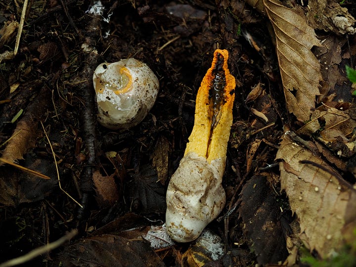 orange stinky squid mushroom emerging from egg