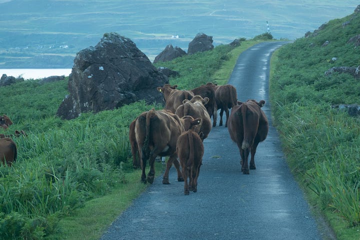 Driving in Scotland! Early morning in the shade of Ben More on the Isle of Mull with cattle blocking the single track road – before and after processing © Felicity Martin