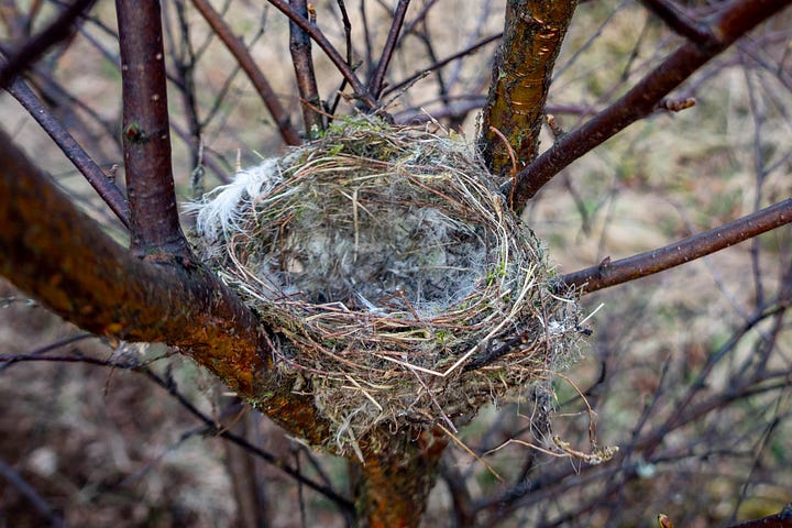 Feathers of a woodcock that has been predated; a newly built nest in the fork of a young birch © Felicity Martin