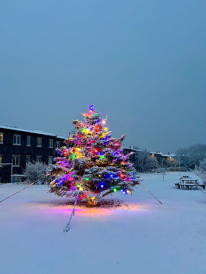 Trees decked out in snow 