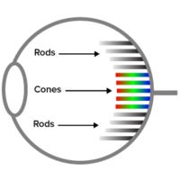 cones rods and hormones