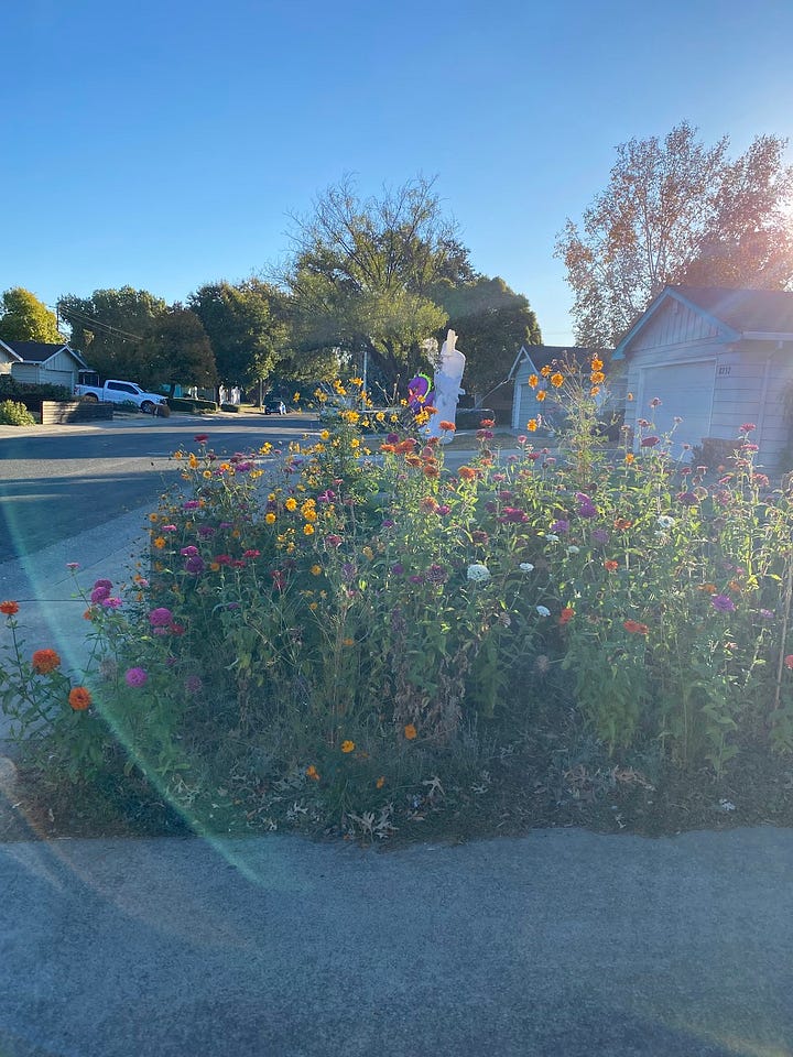 Images of the chaos garden at various stages of growth