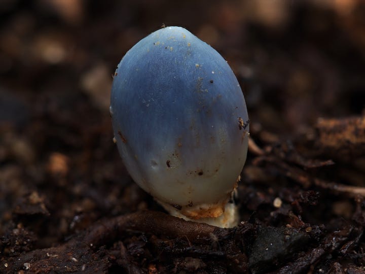 Blue Pouch Fungus / Clavogaster virescens