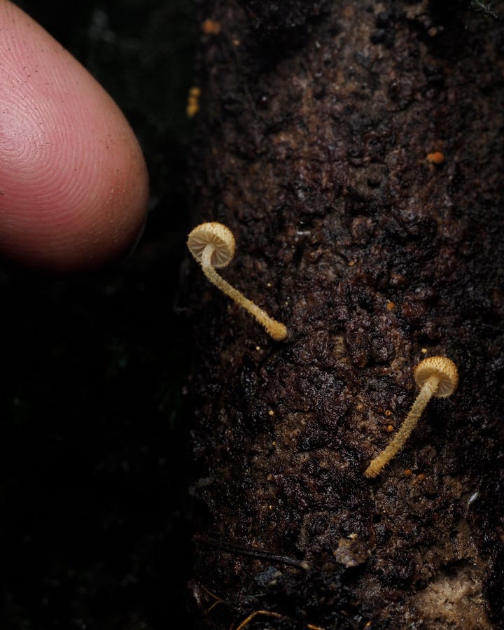 Phaeomarasmius ciliatus