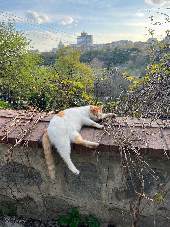 Cat sleeping on ATM, other cat sleeping on ledge.