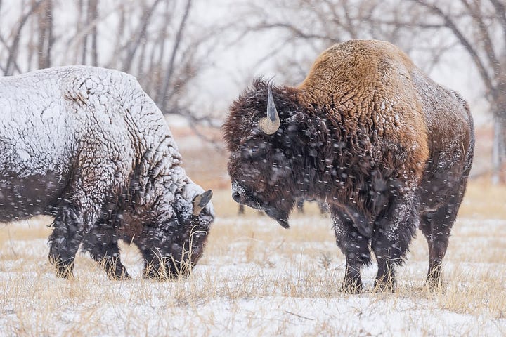 Bison in snow, snow on ponderosa pine needles, downy woodpecker, cottonwoods in the fog