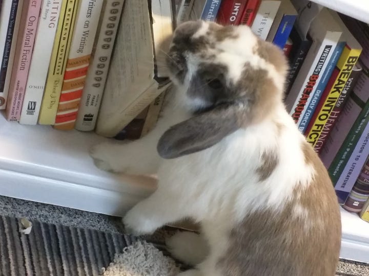 Floppy the rabbit chews paper and naps on copy paper.