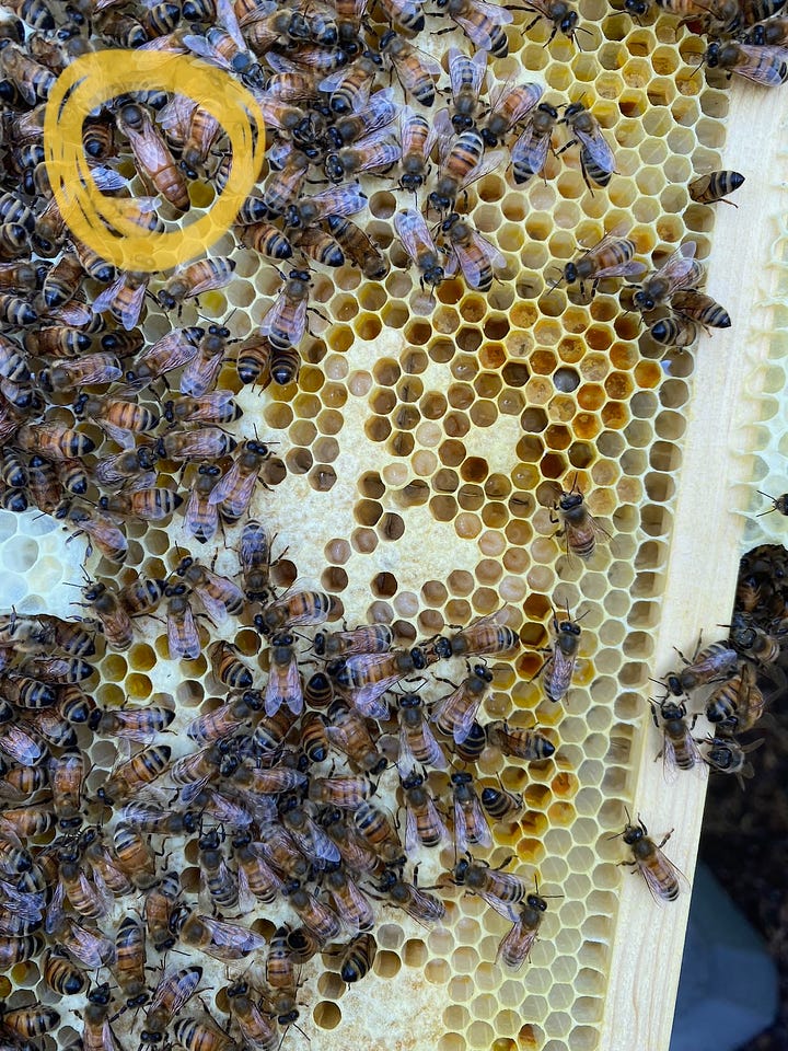 Bees on frames and in hives.