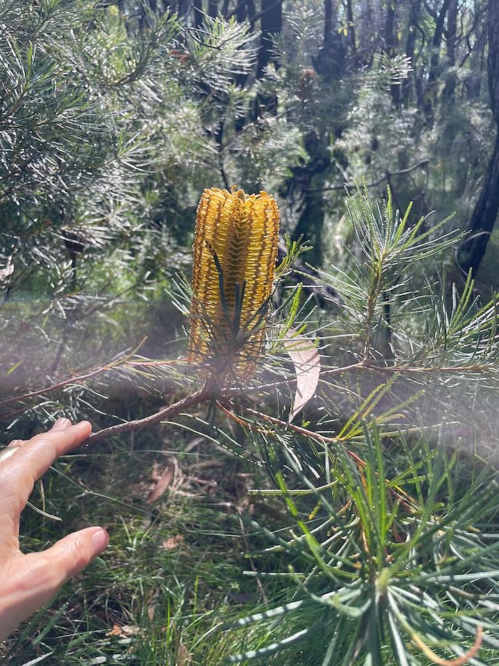 native wildflowers at Pigeon House Mountain