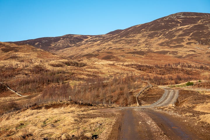 Healthy growth of young woodland, planted by the Vuitton family, near Braefordie © Felicity Martin