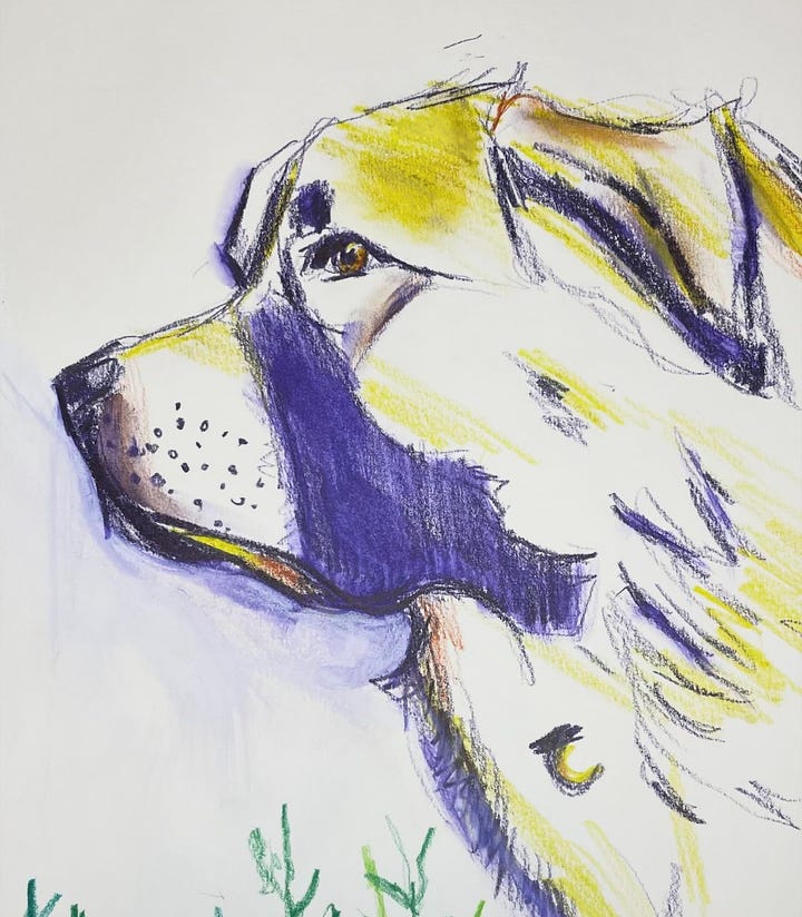 illustrations of a great pyrenees dog