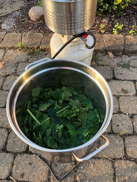 making comfrey leaf tea