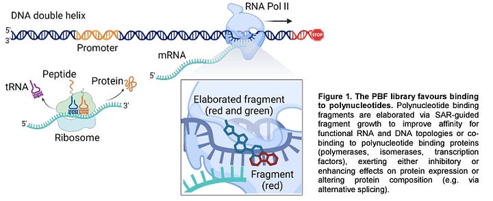 Polynucleotide-Targeting Drug Discovery Platform for Fragment-based Drug Discovery (FBDD)