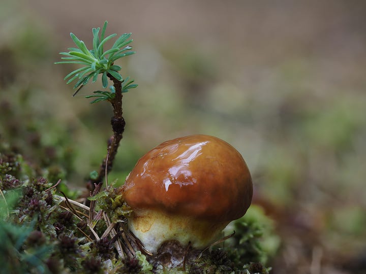 red and orange suillus species of mushroom in moss